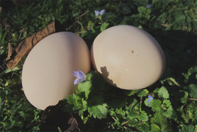 frische_eier.jpg