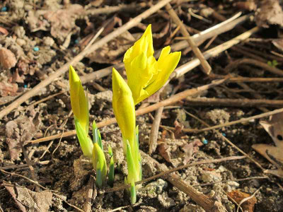 Iris_danfordiae_11_ue.jpg