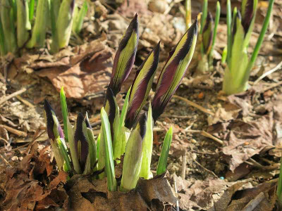Iris_George_11_ue.jpg