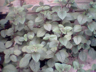 unbek_002_1.jpg