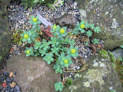 Euphorbia_unbekannt_Hortu_3.jpg