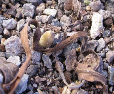 Colchicum_kesselringii_fars_2011.jpg