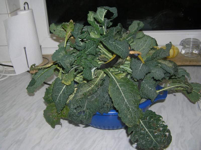 1essen090211.jpg