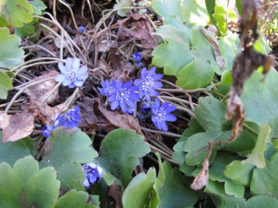 Hepatica_fars_2011.jpg