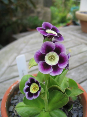 Auricula_Symphony.jpg