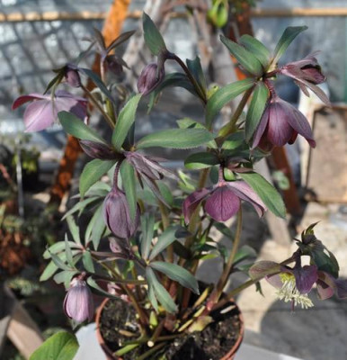 Kleinbluetige_Helleborus_d_0011__0049.jpg