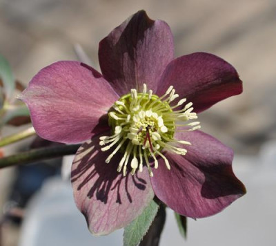 Kleinbluetige_Helleborus_d_2__0011___0052.jpg