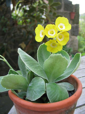 Auricula_The_Baron.jpg