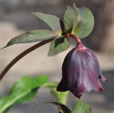 Lenzrose_haeng_Gloeck_0011__0060.jpg