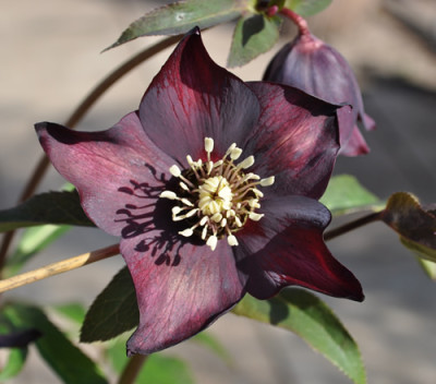 Windraedchen_0010__0058.jpg