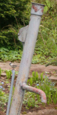 vogelpapa.jpg