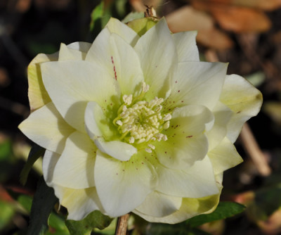 Helleborus_helle_gefuellt_0011__0071.jpg