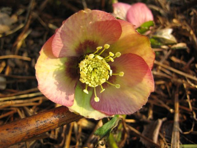 feb_2011_001_Small.jpg