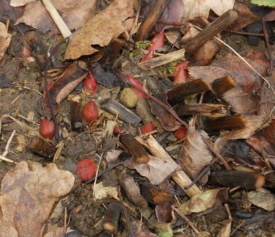 Paeonia_tenuifolia_0011__83064.jpg