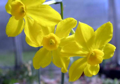 Narcissus_unbekannt_2005-04-23.JPG