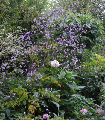 Thalictrum_Splendide_.jpg