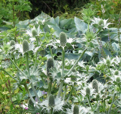 Eryngium_hosta.jpg