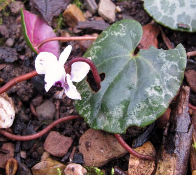 Cyclamen_coum_fars_2011.jpg