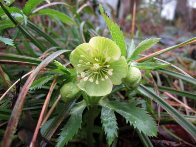 Helleborus_3_fars_2011.jpg