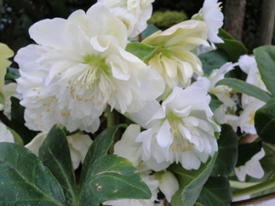 Helleborus_2011_019.JPG