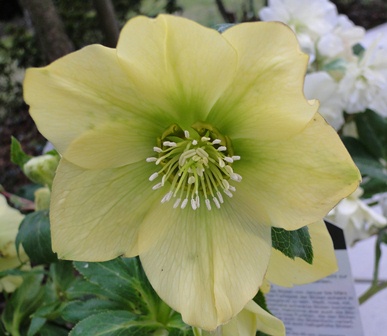 Helleborus_2011_021.JPG