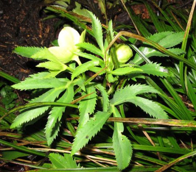 Helleborus_4_fars_2011.jpg