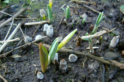 schneegloeckchengrauen2011_1.jpg
