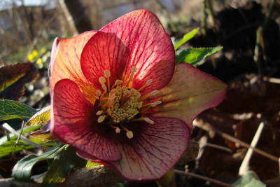 ashwood_peach2_2011_zg.jpg