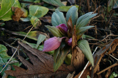 helleborus-thibetanus_2011_zg.jpg