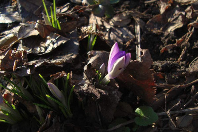 crocus_tomm_20110211_zg.jpg
