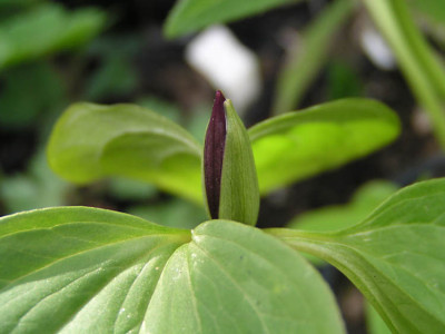 trillium_von_katrin.jpg
