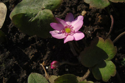 hep_trans_2011_rosa_zg.jpg