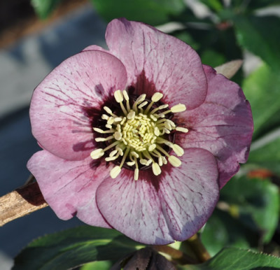 K_Helleborus_rosa_0011__0089.jpg