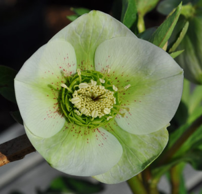 K_Helleborus_weissgruen_0011__0090.jpg