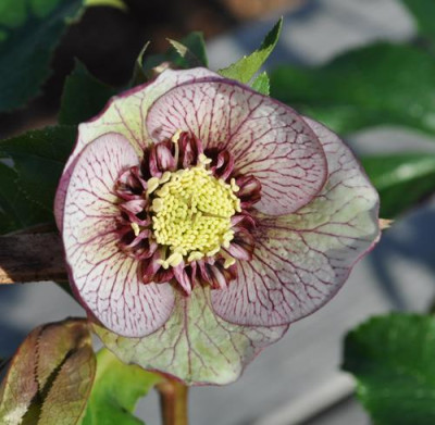 K_Helleborus_mit_d_Kranz_0011__0093.jpg