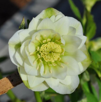 K_Helleborsu_weiss_gef_0011__0092.jpg