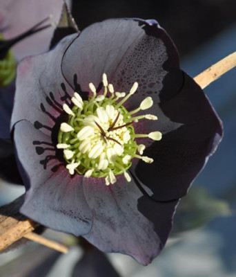 K_Helleborus_schwarz_0011__0095.jpg