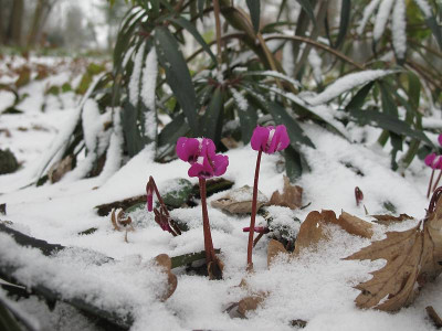 Sonntagmorgen__13.12.11_ue.jpg