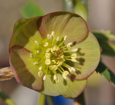 Helleborus_multifidus_ev.0011___0157.jpg