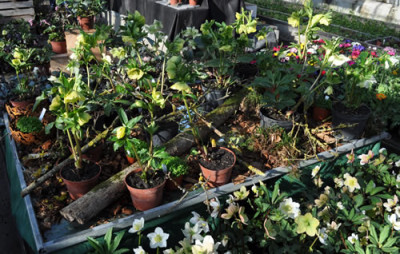 Ausschnitt_Helleborus_0011__0087.jpg