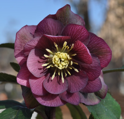 Helleborus_gross_dr_gef_0011__0097.jpg