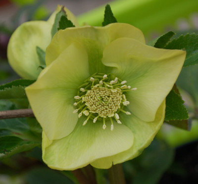 Helleborus__gelb_0011_83281.jpg