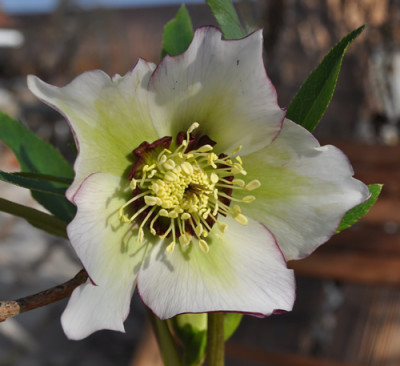 Helleborus_weiss_m_r_0011__0099.jpg