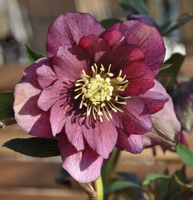 Helleborus_r_gef_0011__0101.jpg