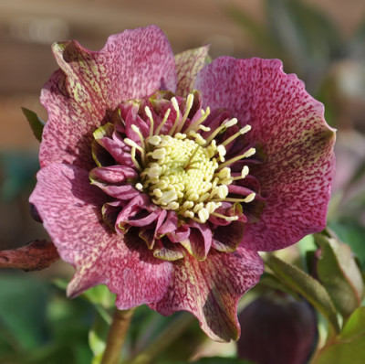 Helleborus_gep_0011_0103.jpg