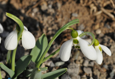 Galanthus_elwesii_0011__0142.jpg