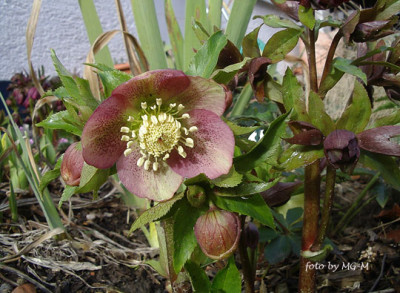 HelleSmlgIMGP9095.jpg