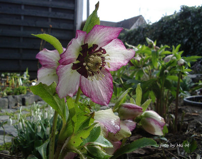 HelleAnemIMGP9122.jpg