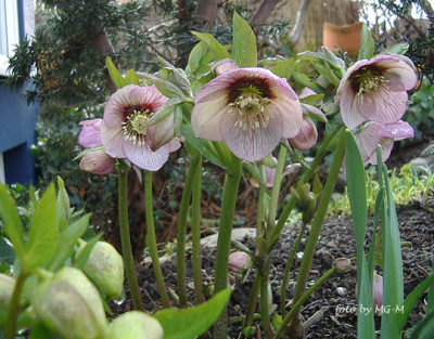 HellepuderrosaIMGP9138.jpg