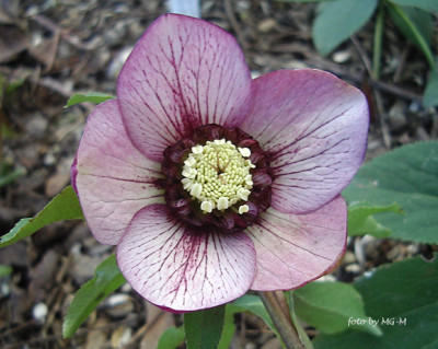 HelleSmlgAnemIMGP9059.jpg